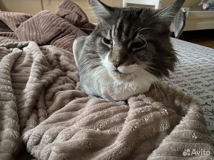 Кот
