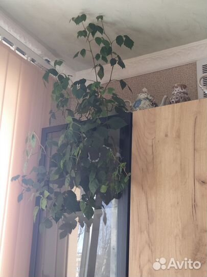 Цветок: Циссус