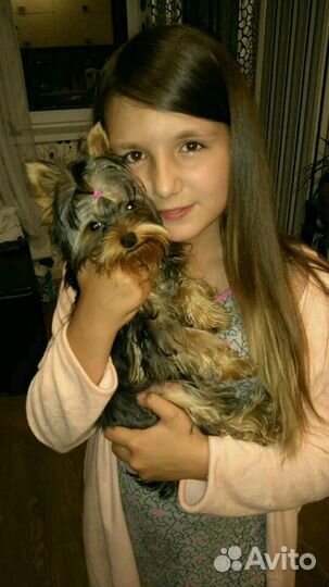 Йоркширский терьер Вязка