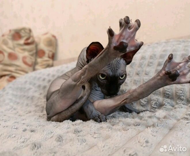 Продам сфинксика