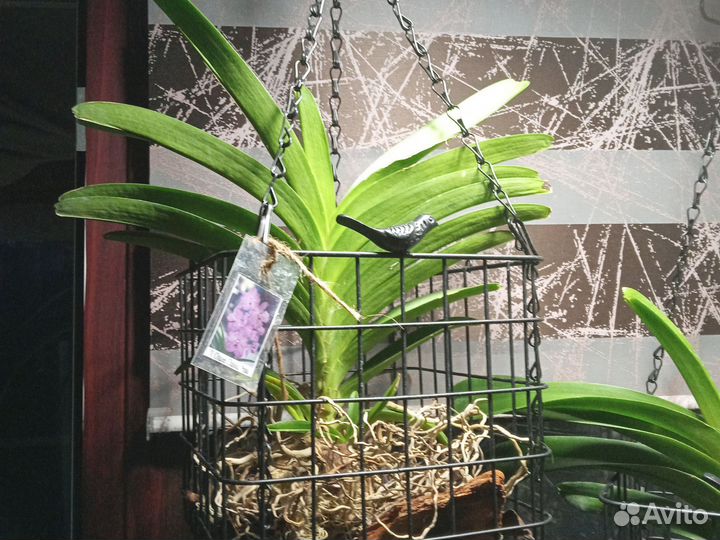 Орхидея Ванда