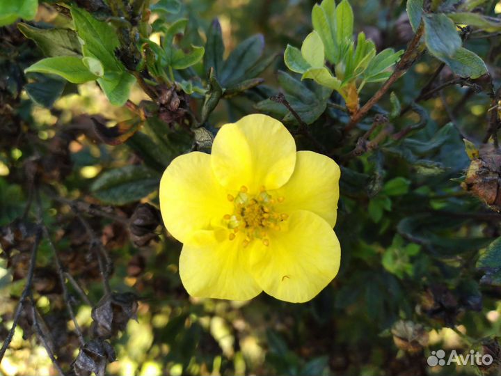 Лапчатка кустарниковая жёлтая Goldfinger саженцы