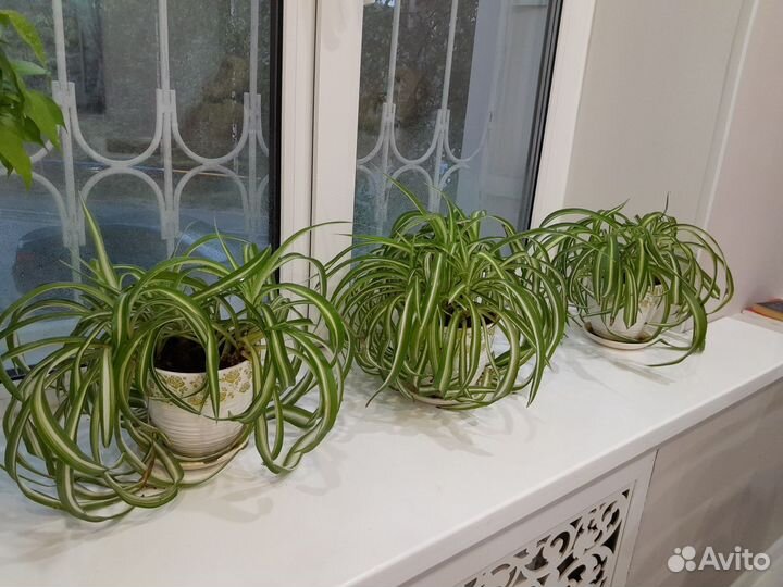 Хлорофитум