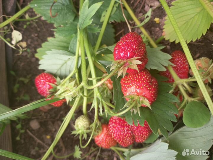 Рассада клубники