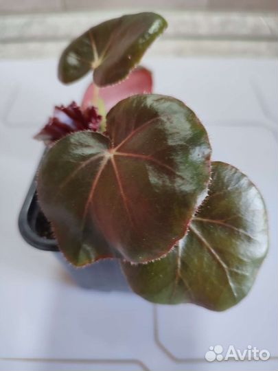 Бегония Фиста