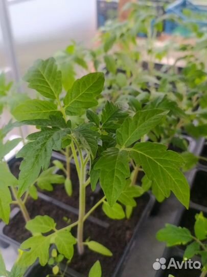 Рассада овощей