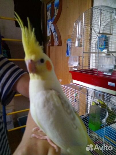 Попугаи разных возрастов