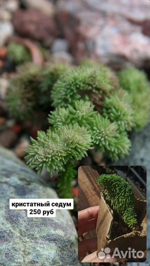 Садовые суккуленты и камнеломки