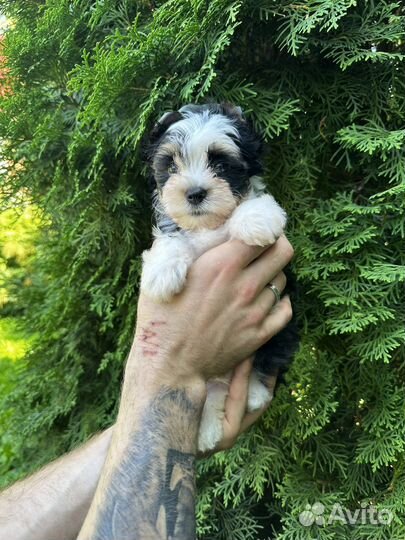 Бивер мальчик