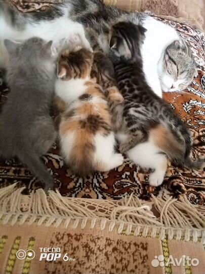 Котята и кошка