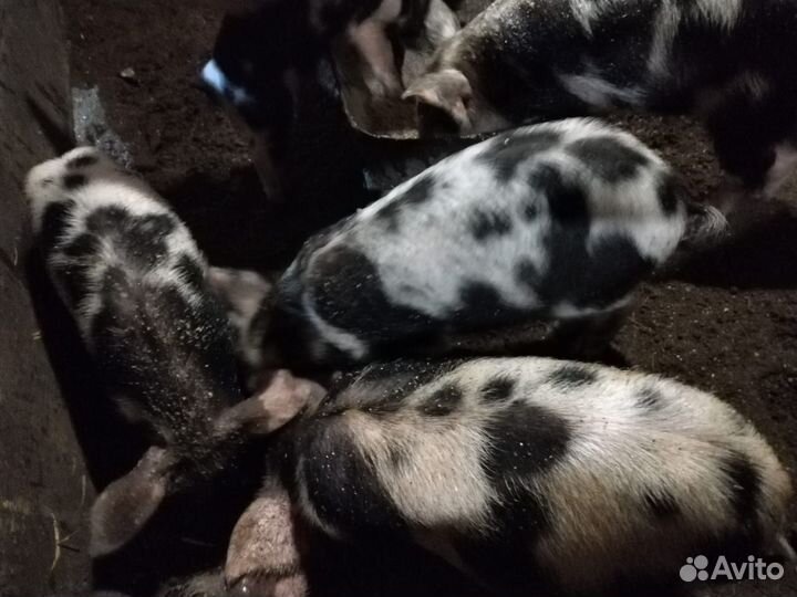 Поросята мясной породы