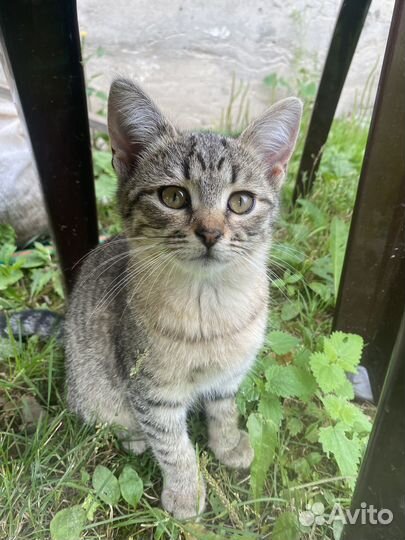 Малышка ищет семью