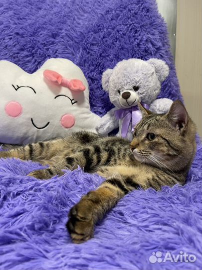 Кошка в дар бесплатно
