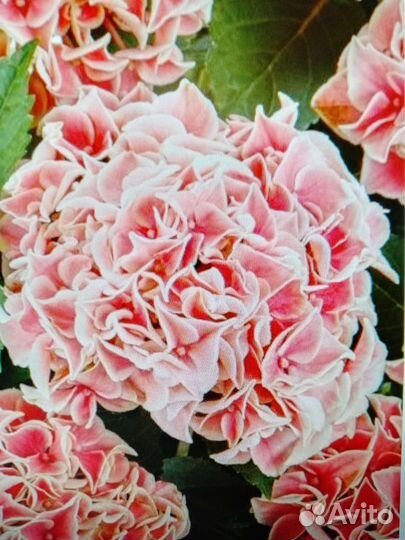 Саженцы гортензий