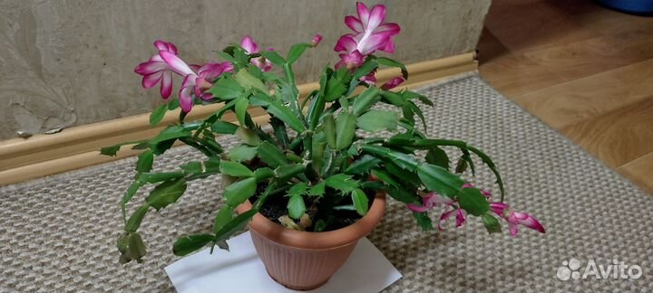 Декабрист розово-белый