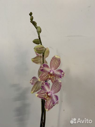 Орхидея фаленопсис бабулетка Торино (бантик)