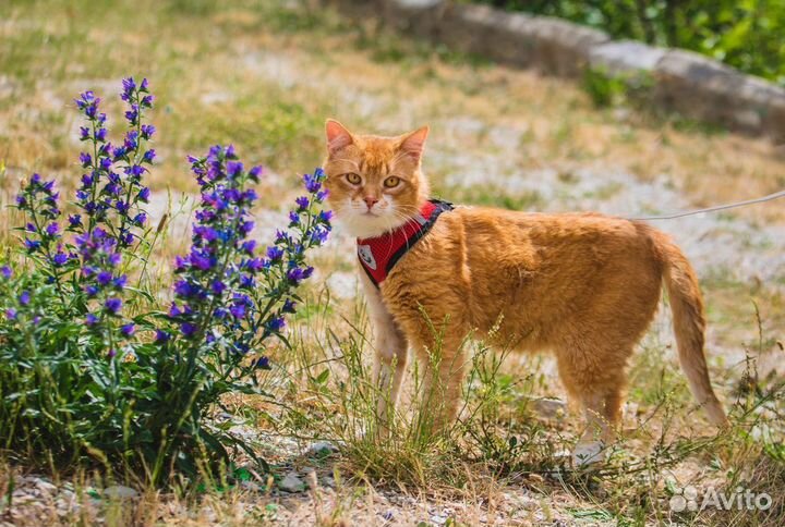 Котик в добрые руки