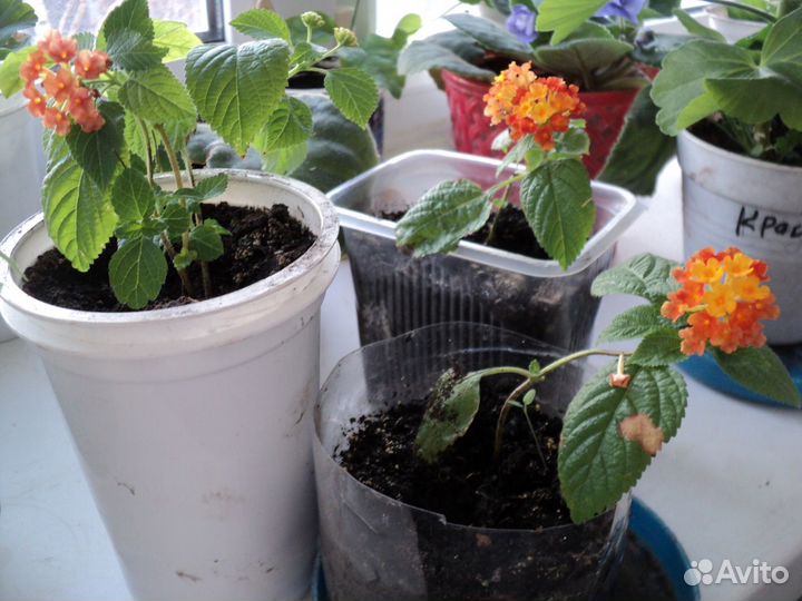 Комнатные цветы Лантана от моли