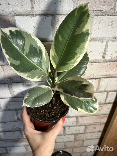 Фикусы разные коллекционные