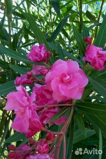 Саженцы Олеандра