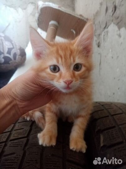 Нежная красивая девочка в добрый дом