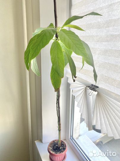 Цветок авокадо в горшке