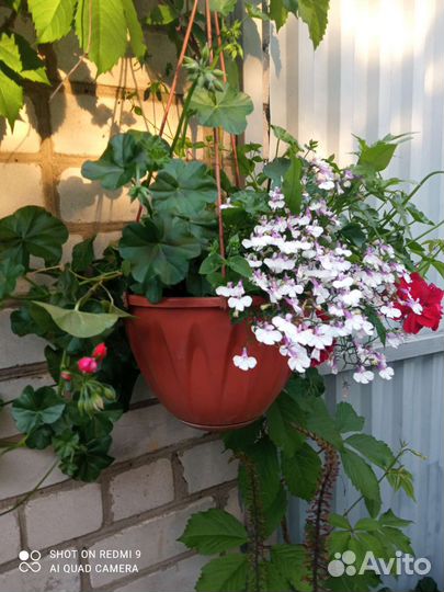 Пеларгония плющелистная