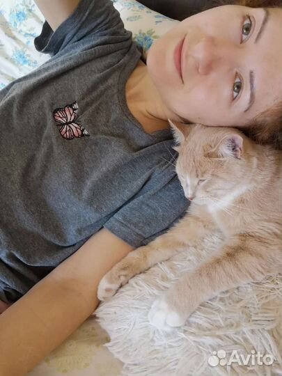 Выгул собак, догситтер, котоняня