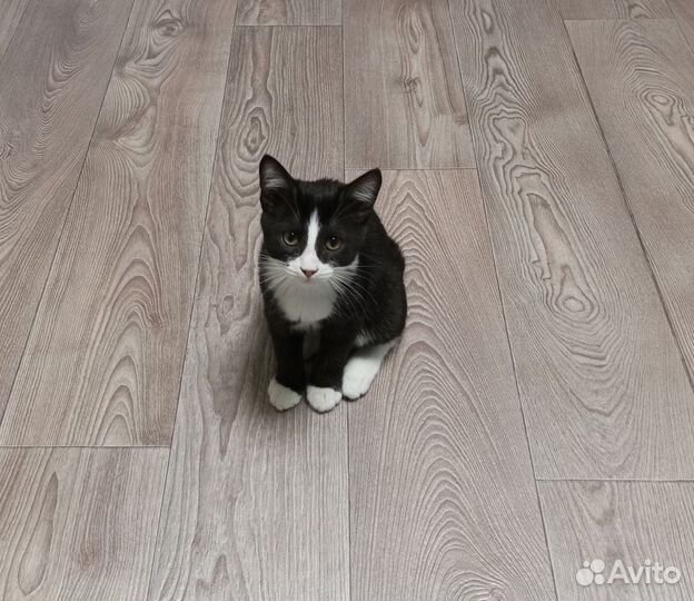 Кот в дар бесплатно