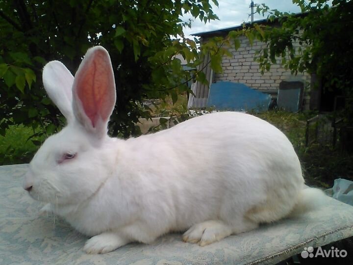 Белый панон кролы и крольчихи
