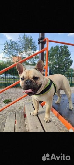 Французский бульдог кабель вязка