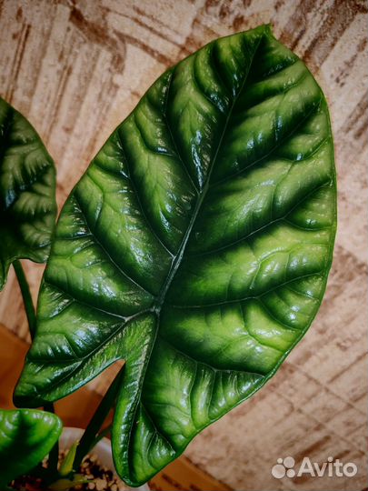 Алоказия синуата