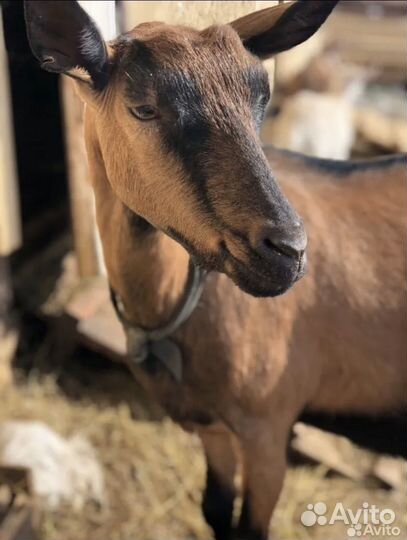 Козы чешские, нубийские