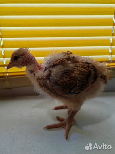 Цыплята
