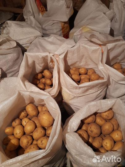 Домашний Картофель