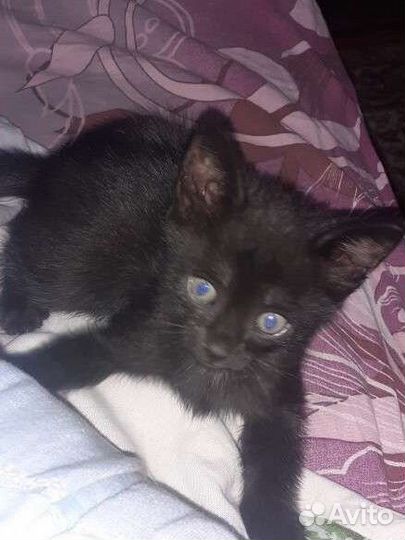 Котята отдам бесплатно