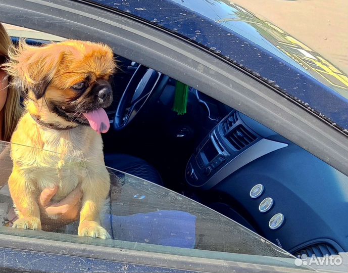 Вязка пекинес