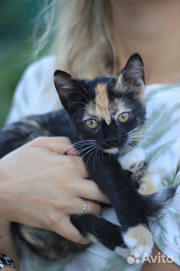 Кошка в дар