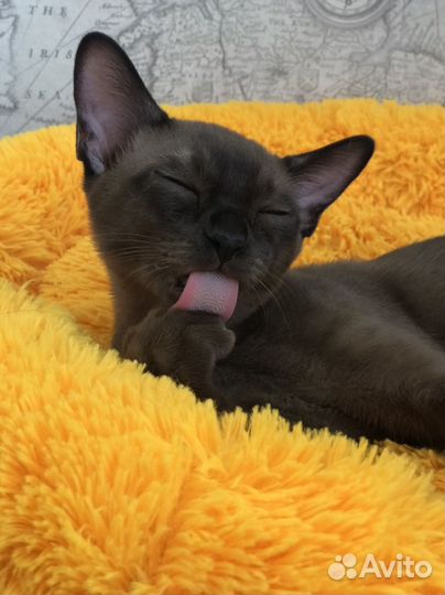 Великолепные котята европейской бурмы