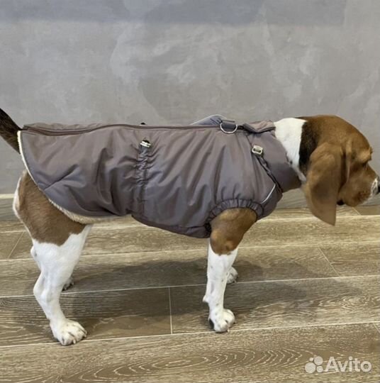 Дождевики и демесизон одежда для собак