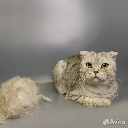 Груминг Грумер собак и кошек с выездом на дом