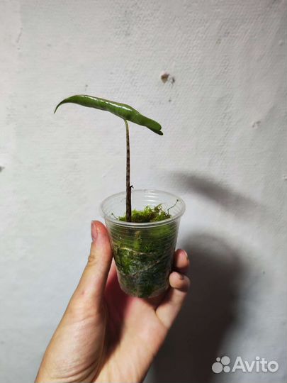 Алоказия : Зебрина, Блэк Вельвет, Сильвер Драгон