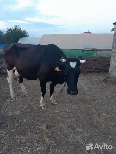 С/х животные коровы