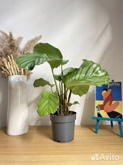 Калатея орбифолия