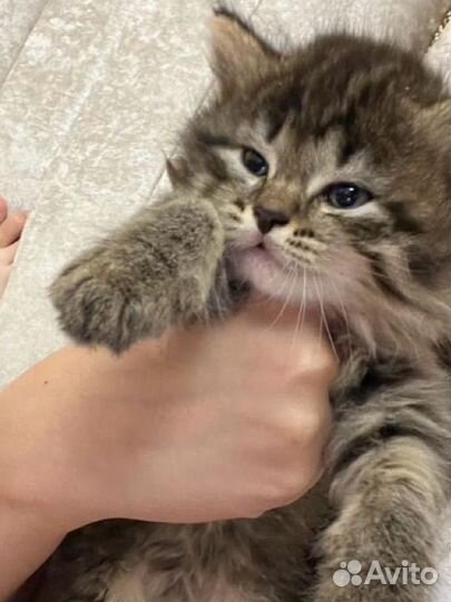 Котята девочки, отдаем в добрые руки