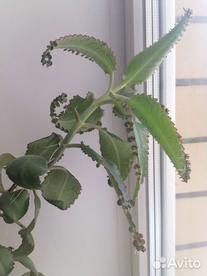 Каланхоэ лечебное