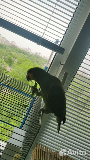 Венесуэльский амазон