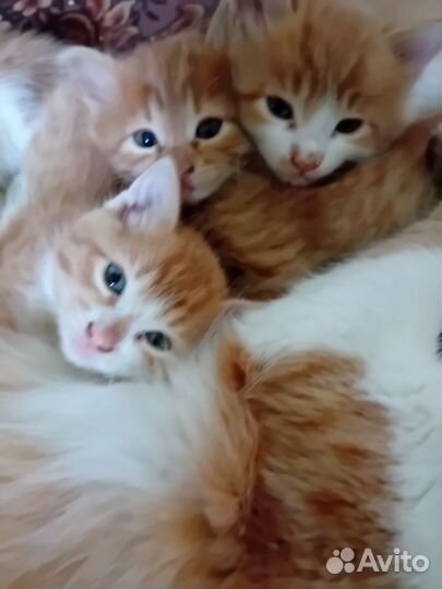 Отдам в добрые руки