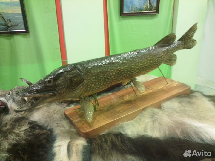 Чучело щуки 10 кг