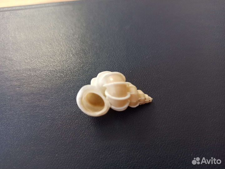 Морская раковина